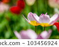 Tulipa saxatilis 103456924