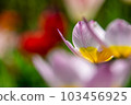 Tulipa saxatilis 103456925