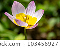 Tulipa saxatilis 103456927