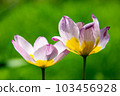 Tulipa saxatilis 103456928