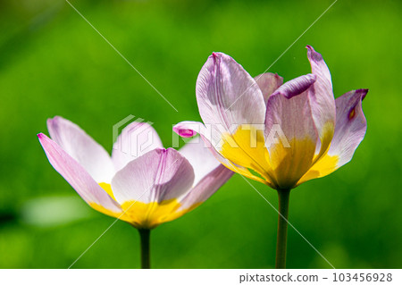 Tulipa saxatilis 103456928