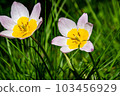 Tulipa saxatilis 103456929