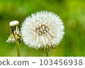 Dandelion 103456938