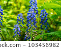 Muscari 103456982