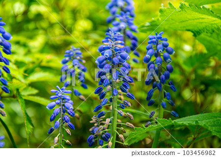 Muscari 103456982