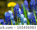 Muscari 103456983