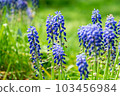 Muscari 103456984