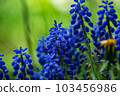 Muscari 103456986