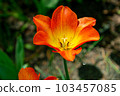 Tulip 103457085