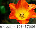 Tulip 103457086