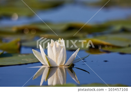 White Water Lily 103457108