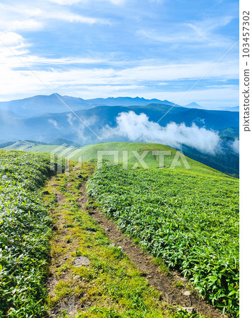 Mt.Mitsumine trekking in summer (View of Mt.Yatsugatake and Mt.Fuji from the summit) Mt.Mitsumine trekking in summer (View of Mt.Yatsugatake and Mt.Fuji from the summit) 103457302