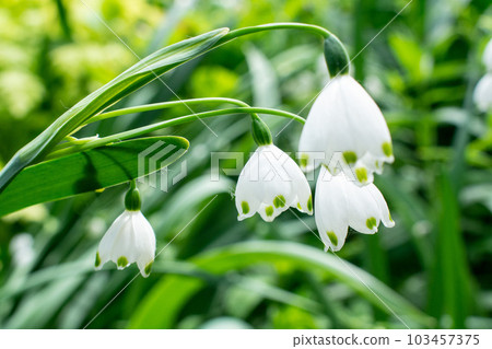 雪花(Lily Suisen) 雪花(Lily Suisen) 103457375