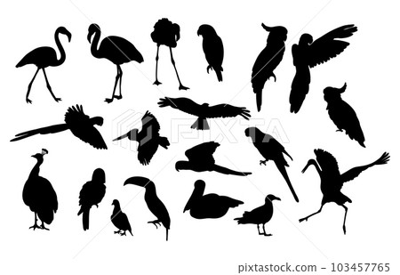 Silhouettes of birds. Collection tropical and marine diverse feathered species. Vector illustration. Hand drawings isolated on white background 103457765