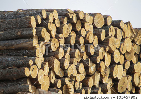 A lot of cut trees. Logs at a woodworking factory A lot of cut trees. Logs at a woodworking factory 103457902