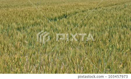 Wheat field (with video) 103457973