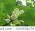 花 103458274