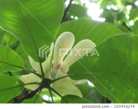 Flowers Flowers 103458274