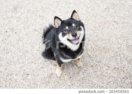 黑柴雪利酒在花園裡抬頭微笑 103458563