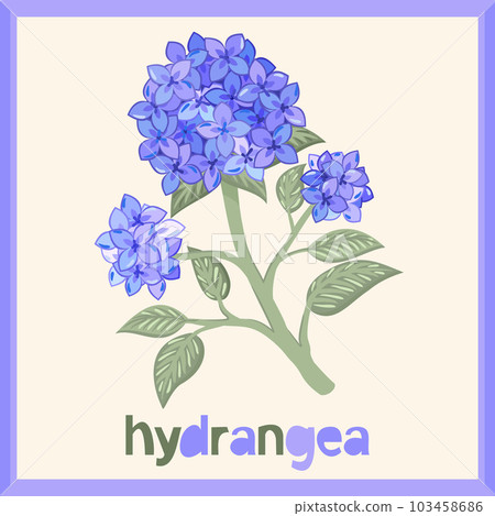Hydrangea. Vector isolated illustration in frame with lettering. Hydrangea. Vector isolated illustration in frame with lettering. 103458686