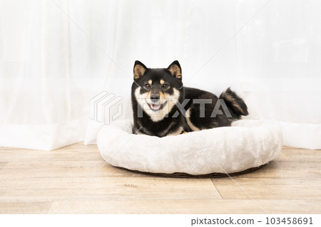 Sheri of black shiba smiles in bed by the window 103458691