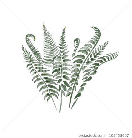 digital watercolor plant - fern bush leaves 103458697