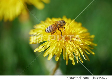 Bee covered with yellow pollen on a yellow dandelion flower. 103458772