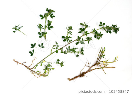 An annual plant, knotweed or mountaineer bird, a pernicious weed. 103458847