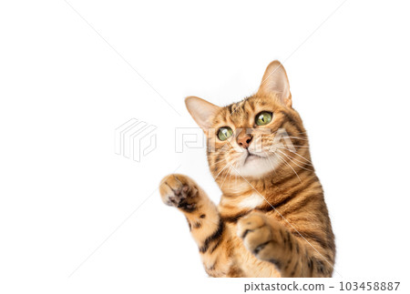 Bengal cat on a white background with paws up. Bengal cat on a white background with paws up. 103458887