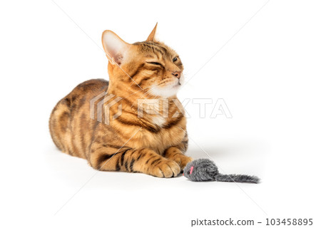 Red domestic cat plays with a toy mouse Red domestic cat plays with a toy mouse 103458895