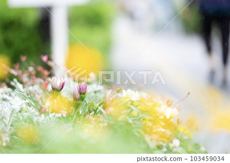 Colorful flowers in the early summer flower bed 103459034