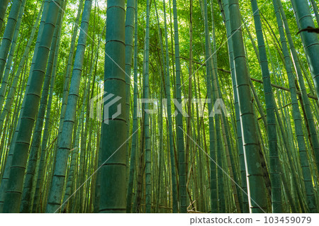 Arashiyama bamboo grove scenery in Kyoto 103459079