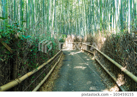 Arashiyama bamboo grove scenery in Kyoto 103459155