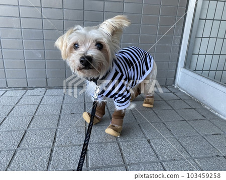 dog in clothes and shoes dog in clothes and shoes 103459258