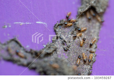 Group of termites insect Group of termites insect 103459287