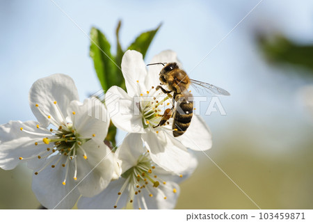 Honey Bee harvesting pollen from Cherry Blossom. 103459871