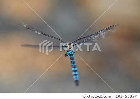 Dragonfly in flight 103459957