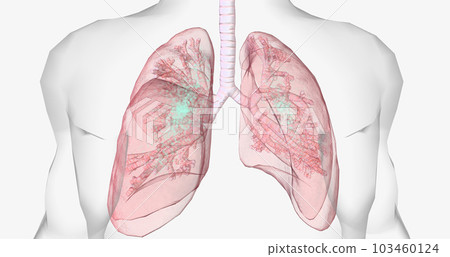 During normal breathing, oxygen rich air enters through your nose or mouth and reaches the lungs through your airways. During normal breathing, oxygen rich air enters through your nose or mouth and reaches the lungs through your airways. 103460124