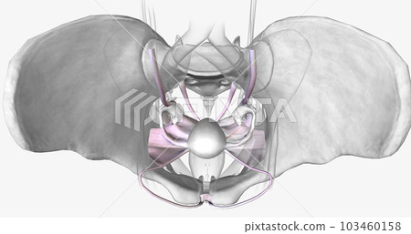 Several groups of supporting ligaments secure the female reproductive structures within the pelvis. Several groups of supporting ligaments secure the female reproductive structures within the pelvis. 103460158