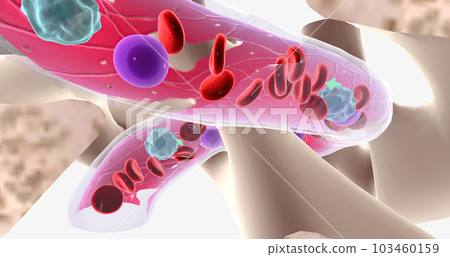 The major function of bone marrow is to produce blood cells. 103460159