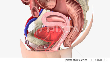 Grade 0 is characterized by the normal anatomical position of both the rectum and the vagina, with no bulging present. Grade 0 is characterized by the normal anatomical position of both the rectum and the vagina, with no bulging present. 103460169