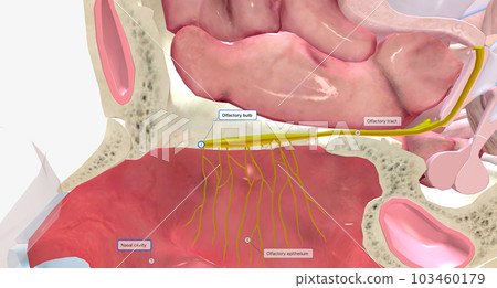 Smell refers to the perception of odorants (molecules) that are perceived as odors by the brain. Smell refers to the perception of odorants (molecules) that are perceived as odors by the brain. 103460179