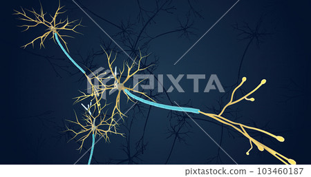 The Neuronal Network in ADHD The Neuronal Network in ADHD 103460187