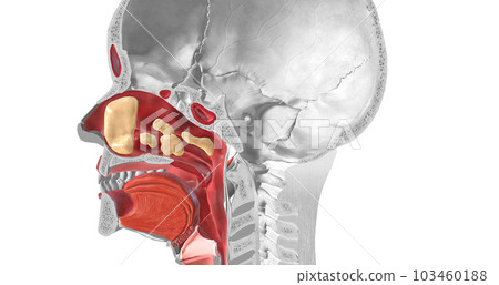 The viruses cause copious amounts of thick mucus to coat the nose and throat in the infected area of the immune system. 103460188