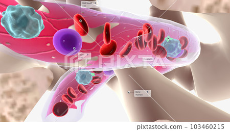 The major function of bone marrow is to produce blood cells. The major function of bone marrow is to produce blood cells. 103460215