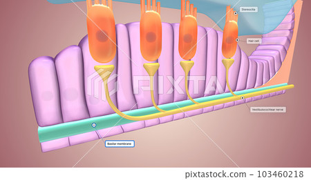 Located along the lower surface of the inner cochlear spiral, the basilar membrane contains many tiny receptors called hair cells, which react to the moving cochlear fluid. Located along the lower surface of the inner cochlear spiral, the basilar membrane contains many tiny receptors called hair cells, which react to the moving cochlear fluid. 103460218
