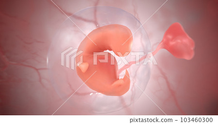 The digestive, circulatory and nervous system are in the early stages of development during week 5. The digestive, circulatory and nervous system are in the early stages of development during week 5. 103460300