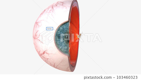 The cornea is the transparent, outer dome forming the anterior (front) portion of the eye. The cornea is the transparent, outer dome forming the anterior (front) portion of the eye. 103460323