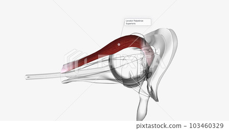 The Levator Palpebrae Superioris 3D 103460329