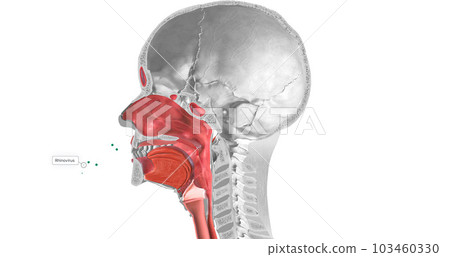 The common cold is caused by a viral infection. Rhinoviruses are most commonly associated with the common cold. 103460330